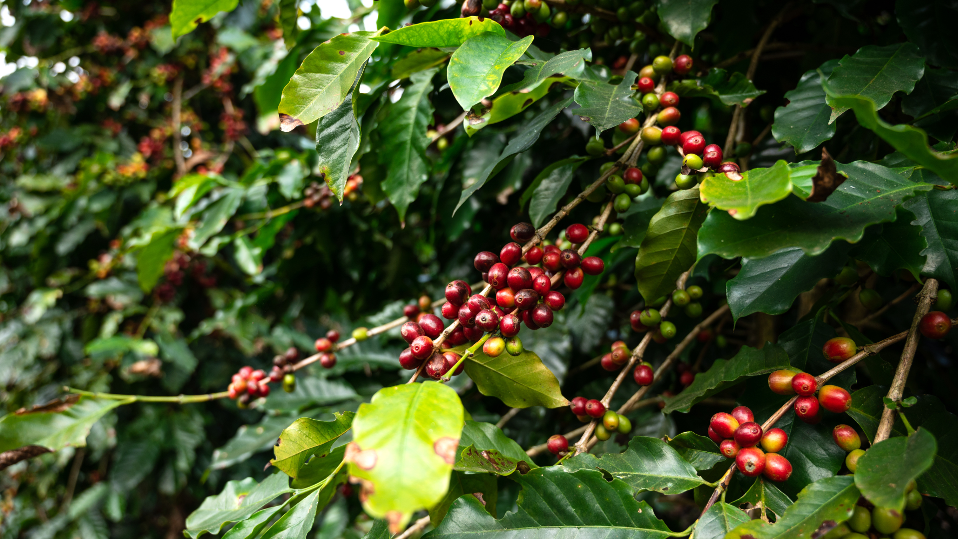Close-up of coffee beans on a tree.