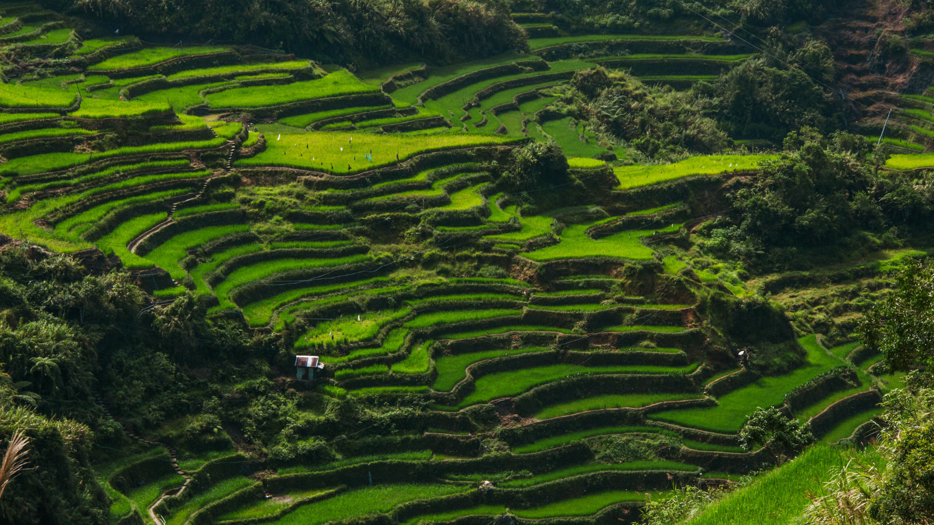 Lush green terraces of rice fields in Banaue, Philippines.