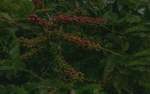 A close-up view of an Arabica coffee plant featuring dense clusters of ripening red and green coffee cherries growing on a leafy branch.