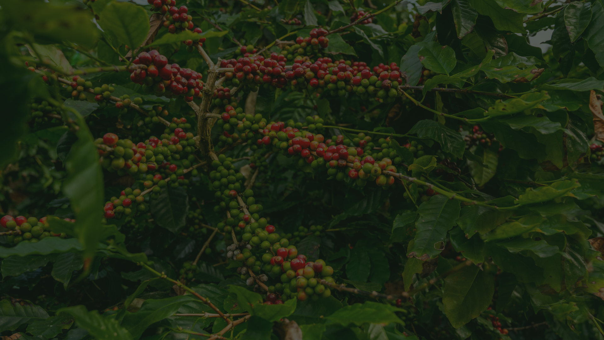A close-up view of an Arabica coffee plant featuring dense clusters of ripening red and green coffee cherries growing on a leafy branch.